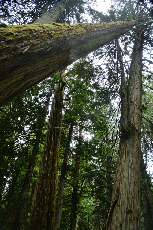 giant cedar grove